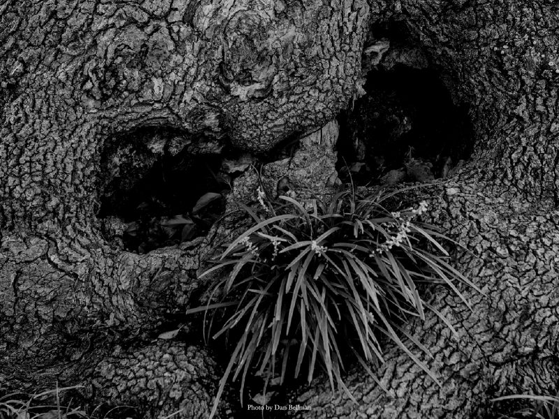 『魔法使いの弟子たちの美しくて馬鹿げたシナリオ』